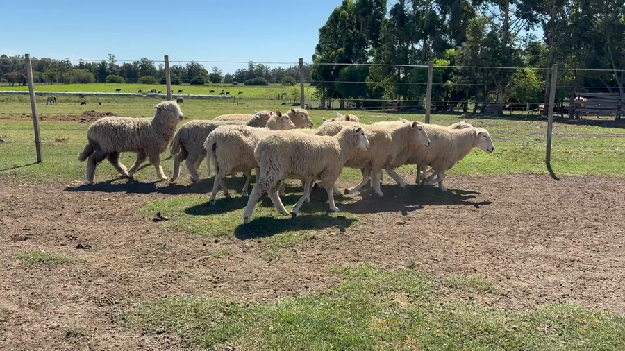 Lote BORREGAS Y OVEJAS
