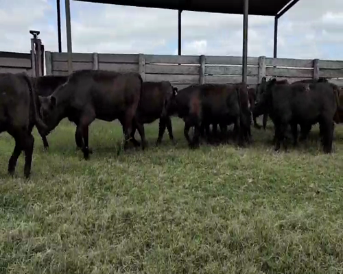 Lote 63 Terneras en Buenos Aires