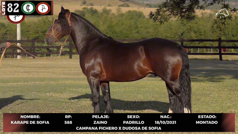 Lote LOTE 82