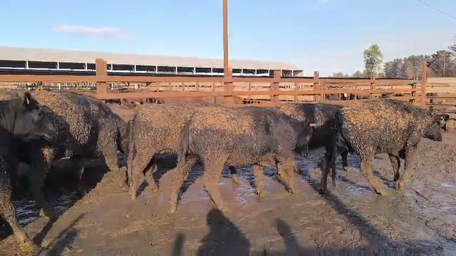 Lote 20 Vaquilla Gorda en Los Ángeles, VIII Región Biobío