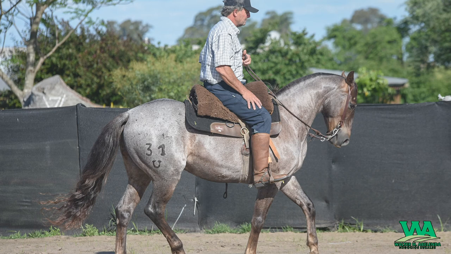 Lote V7 PEPTO REMINIC SPARK