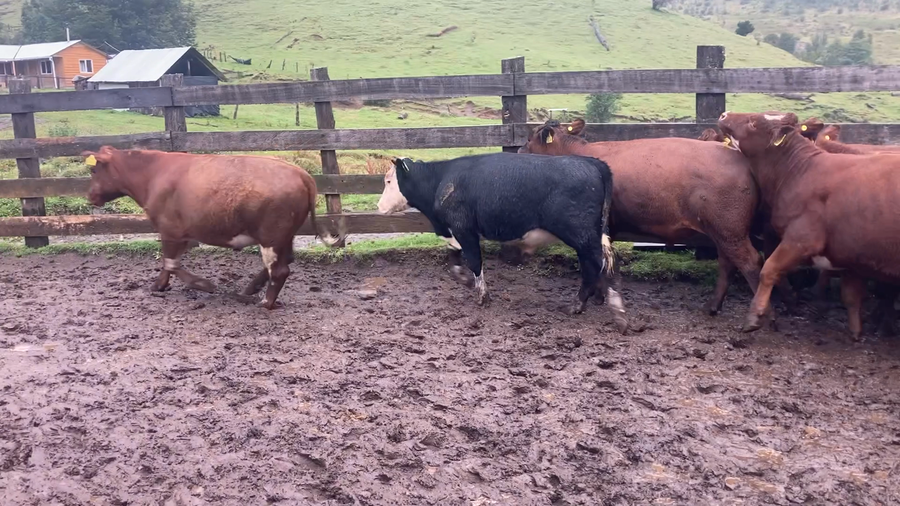 Imagen 2 del Lote Lote 29 Novillo Engorda en Chile Chico, XI Región Aysén