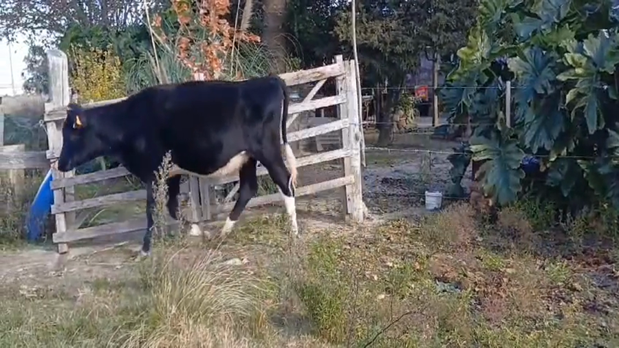 Lote 2 Vaquillonas  Holando a remate en #45 Pantalla Carmelo  250kg -  en Cuchilla del Perdido