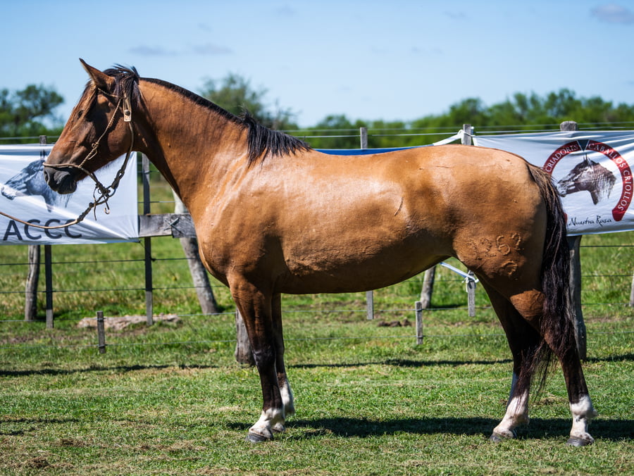 Lote CUNUMI 1262 CHISPA