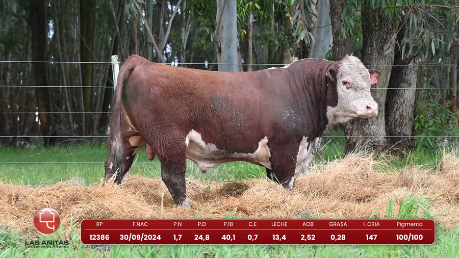 Lote Lote 29
