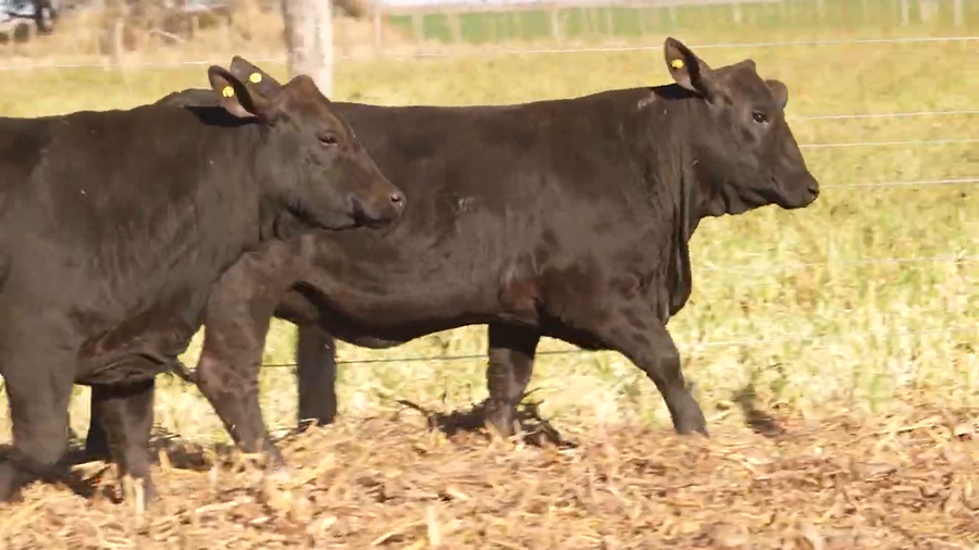 Lote Vaquillonas Preñadas y con Servicio CABAÑA EL PORVENIR