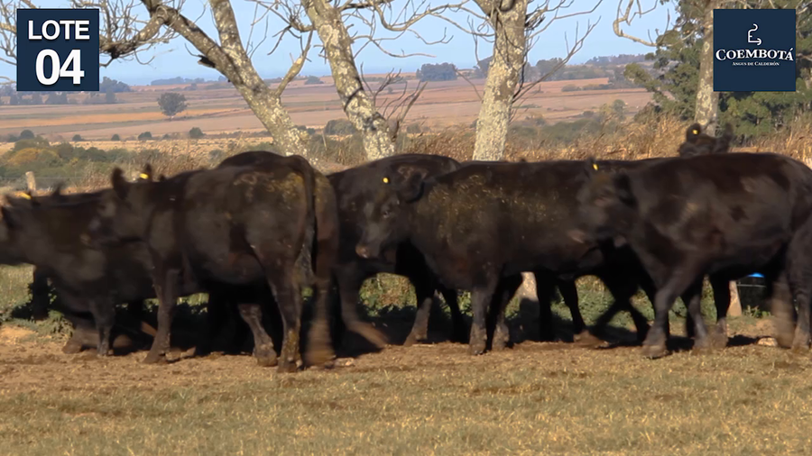 Lote CABAÑA "COEMBOTA" DE CALDERON VIENTRES PC Y MAS NEGROS PREÑADOS