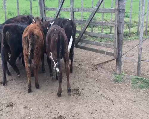 Lote 10 Terneros a remate en Feria por pantalla 275kg - , San José