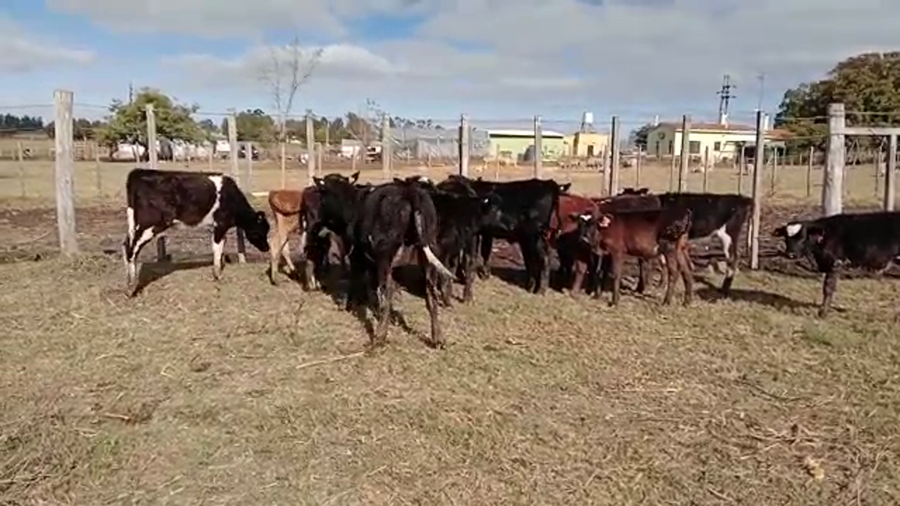 Lote 18 Terneros angus holando y cruza a remate en 4to remate ENTRE MARTILLOS 130kg -  en colonia italia