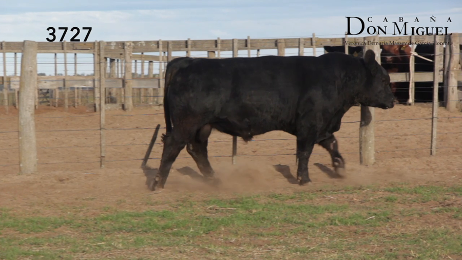 Lote TOROS PUROS DE PEDIGREE