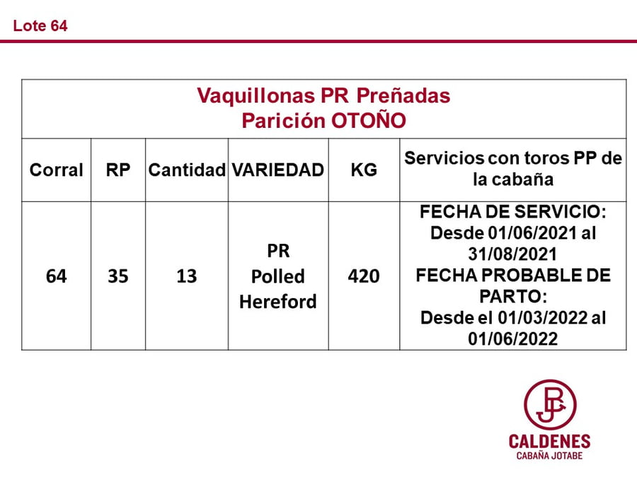 Lote VAQUILLONAS PREÑADAS PR POLLED HEREFORD -PARICION OTOÑO 2022-