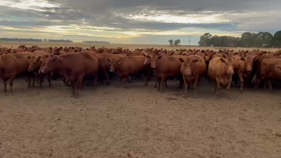 Lote 48 Vaquillonas C/ gtia de preñez