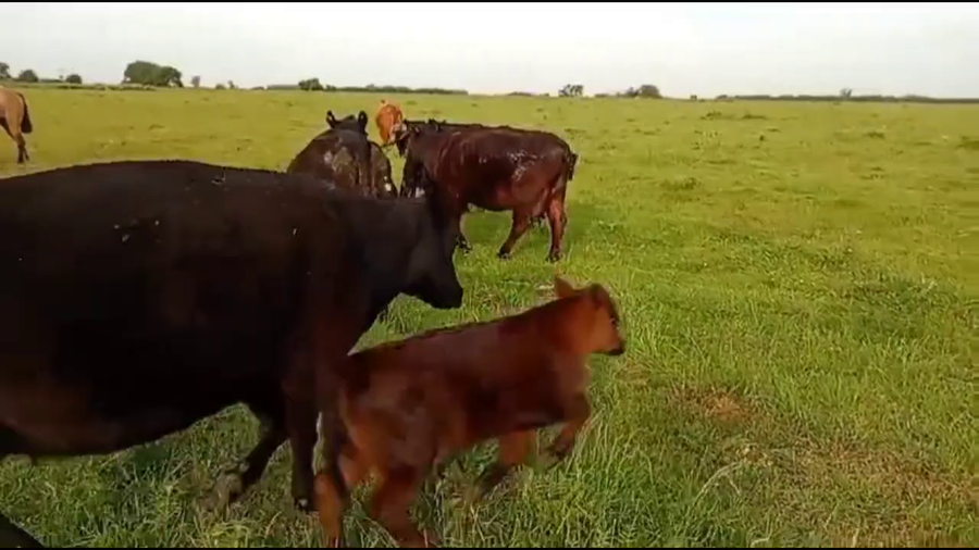 Lote 21 AL CTE USADAS