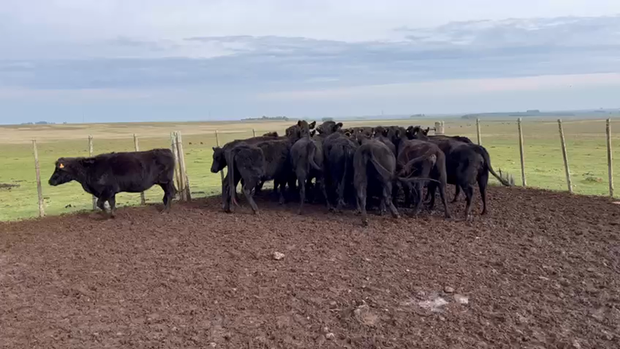 Lote VIENTRES PREÑADOS
