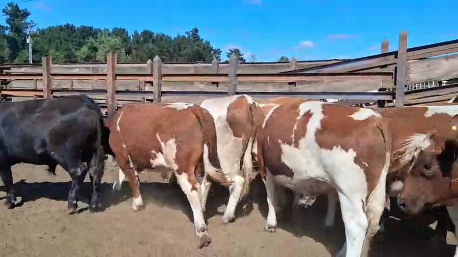 Lote 20 Novillo Gordo en Los Ángeles, VIII Región Biobío