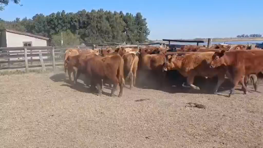 Lote 57 Novillitos