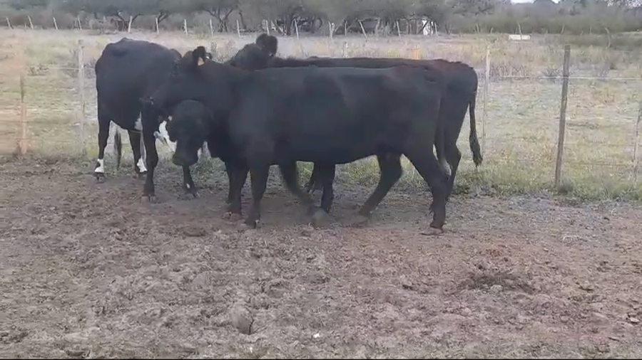 Lote (Vendido)4 Vacas de Invernada AA a remate en #45 Pantalla Carmelo  455kg -  en Polancos