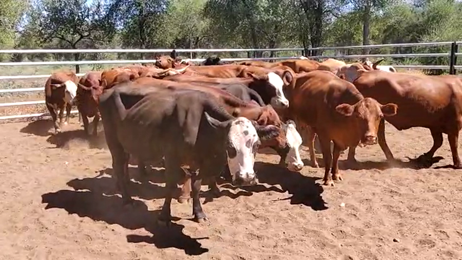 Lote 35 Vacas nuevas Preñadas en Monte Quemado, Santiago del Estero