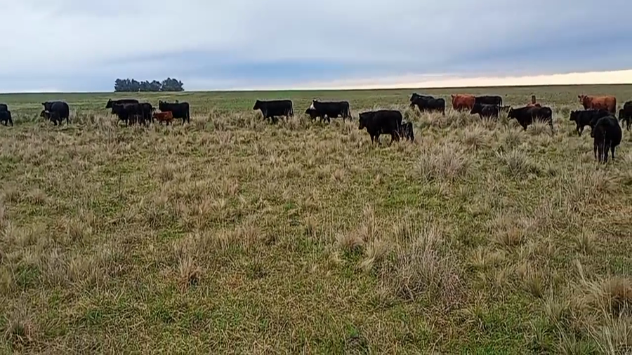Lote 70 Terneros A TÉRMINO en Benito Juárez