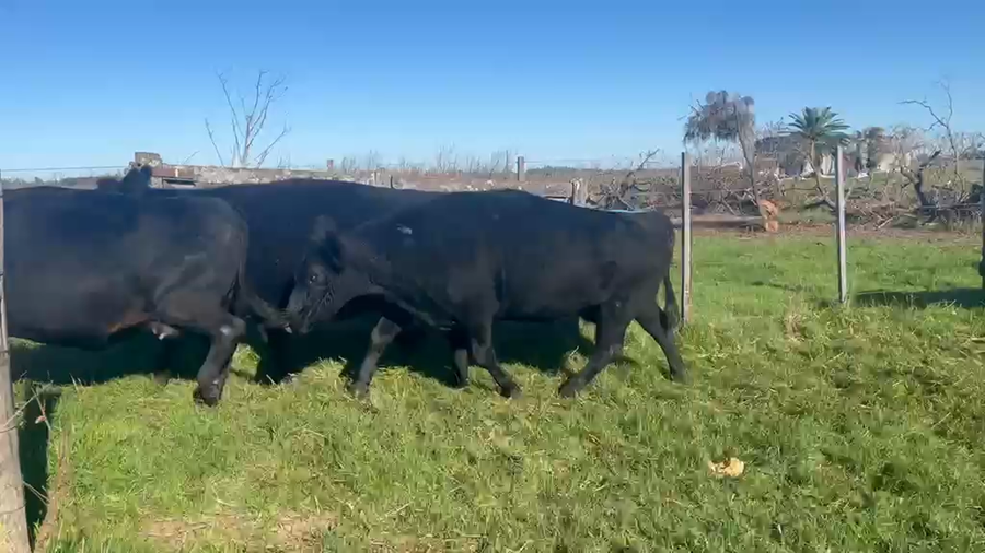 Lote 16 Vacas usadas