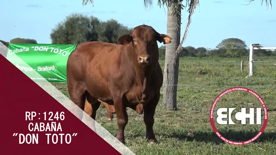 Lote TORO BRANGUS CABAÑA DON TOTO