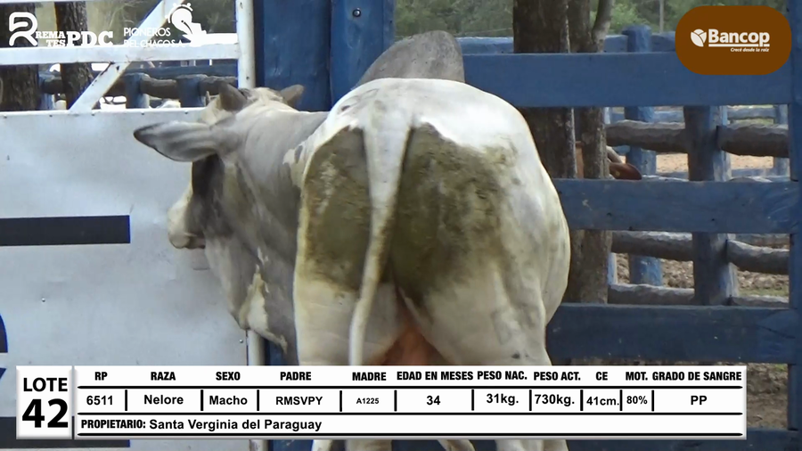 Lote Lote 42