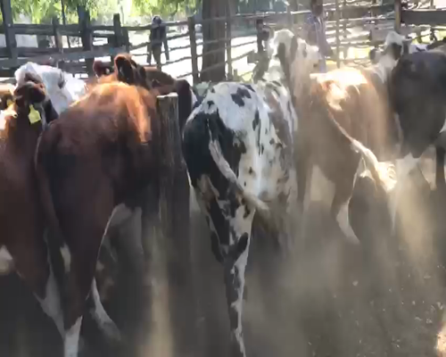 Lote 43 Novillo Engorda en VIII Región Biobío, Cabrero