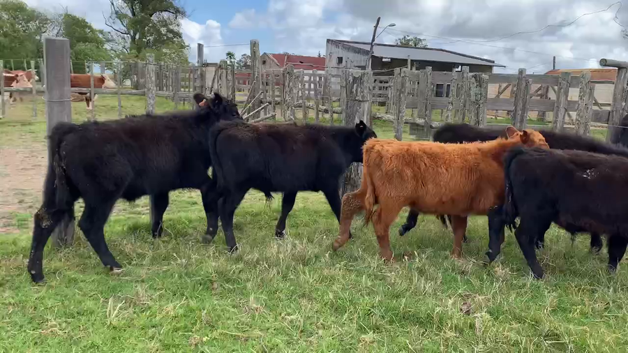 Lote 8 Terneros en Tupambaé, Cerro Largo