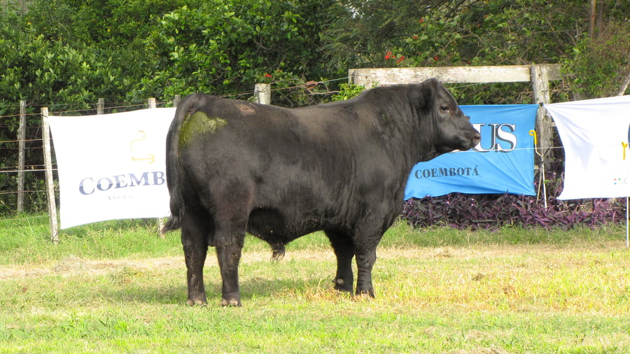 Lote CABAÑA COEMBOTÁ: RP 221