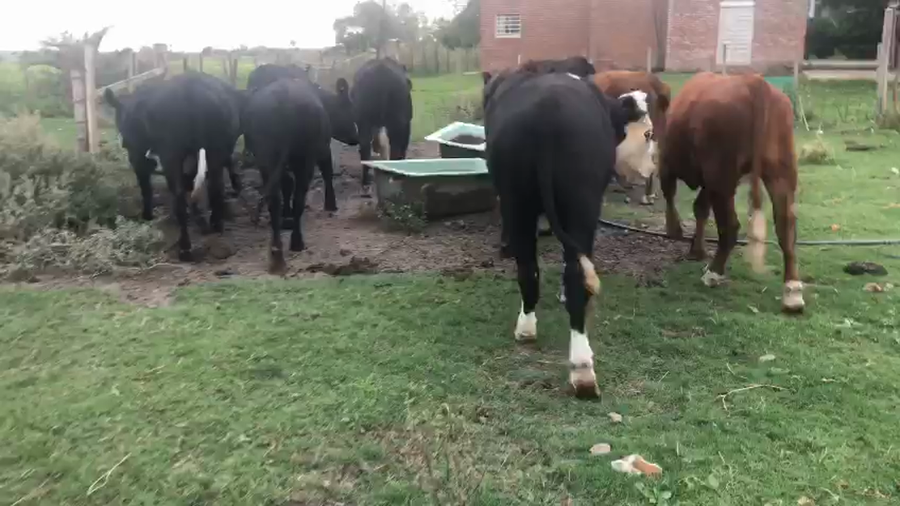Lote 13 Novillos a remate en Pantalla Camy en Cañada Grande