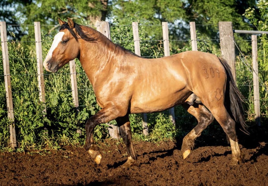 Lote DEL OESTE LAGARTO