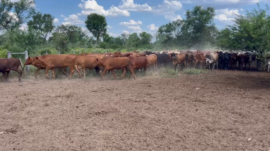 Lote 300 Novillitos en Juan José Castelli, Chaco
