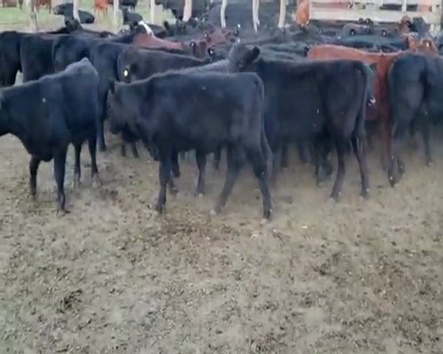 Lote 67 Terneros/as en Entre Ríos, Villaguay