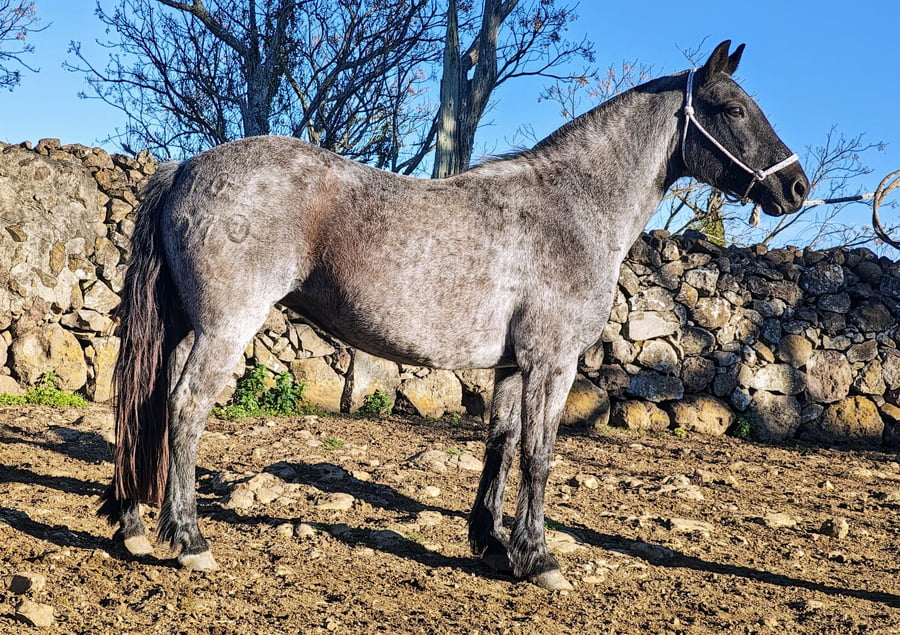 Lote QUINCHA DE LOS RELINCHOS 1027