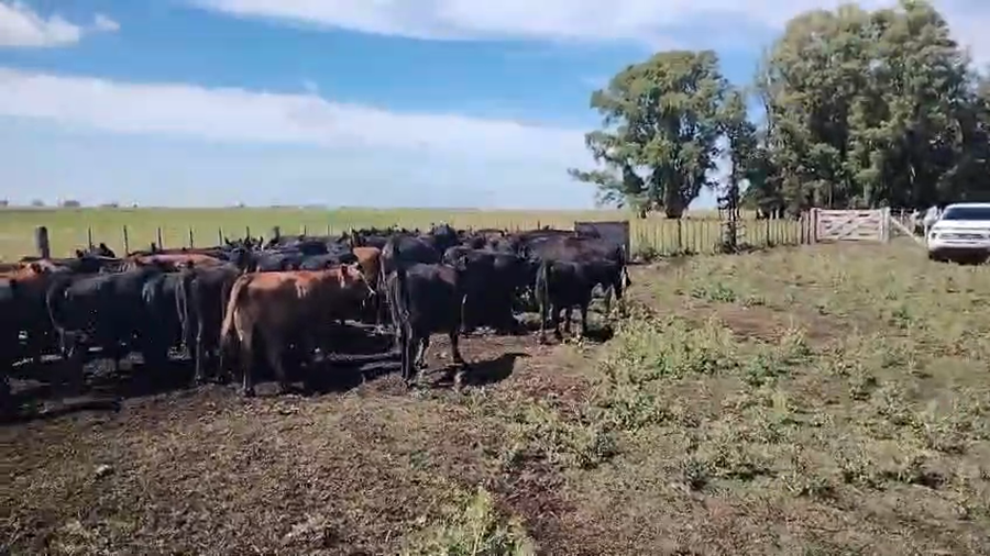 Lote 107 Terneros/as en Buenos Aires, Las Flores