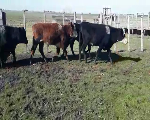 Lote 10 Novillos ANGUS Y HEREFORD a remate en Pantalla Camy 180 - 200kg - , San José