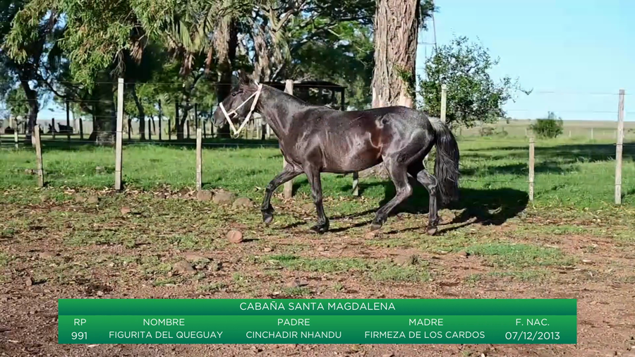 Lote Figurita Del Queguay