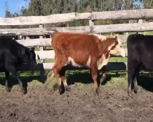 Lote (Vendido)13 Terneras Cruza a remate en 1º Remate Virtual 220kg -  en Rocho