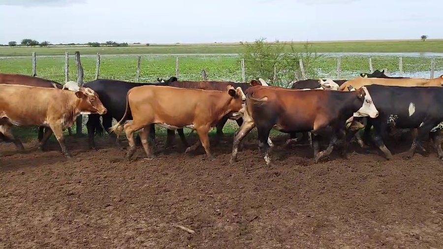 Lote 65 Vaquillonas en Esquina, Corrientes