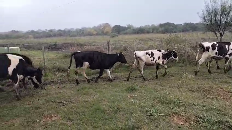 Lote 12 Terneras a remate en Pantalla Camy, San José