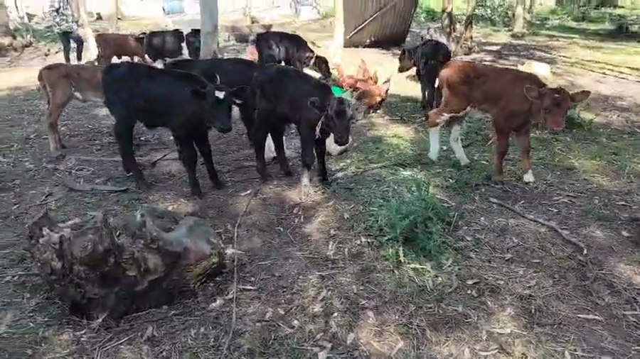 Lote 11 Terneros y Terneras a remate en Pantalla Camy 50kg - , San José