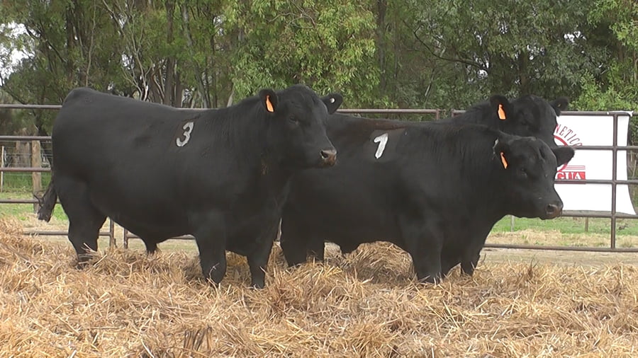 Lote TOROS ANGUS NEGROS PC