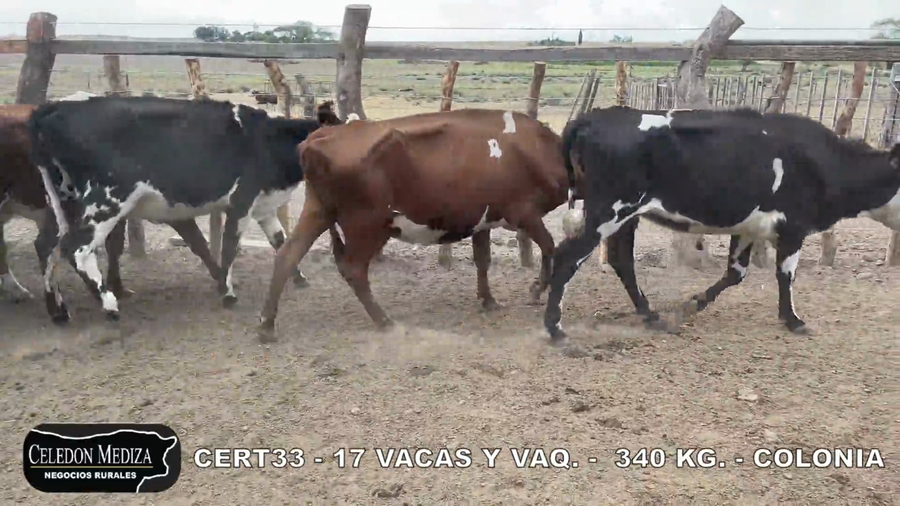 Lote 17 Vacas de Invernada en Colonia