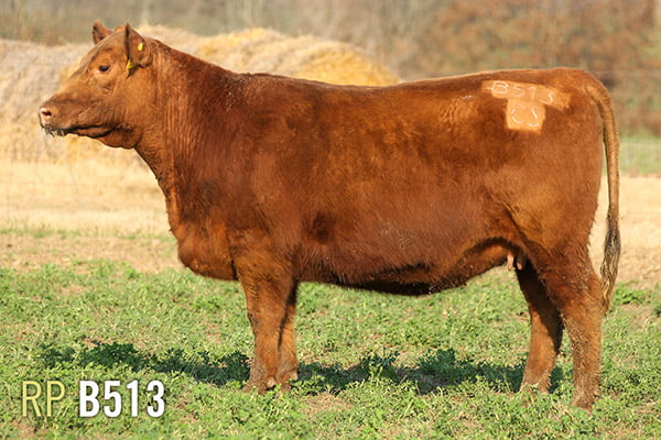 Lote 4 VAQUILLONAS PREÑADAS PURAS DE PEDIGREE