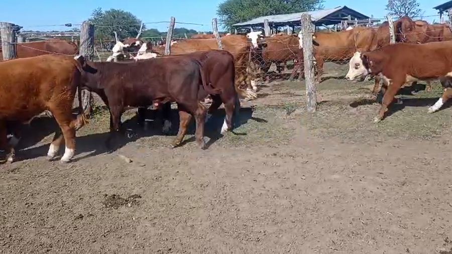Lote 55 Terneros en Corrientes, Curuzú-Cuatiá