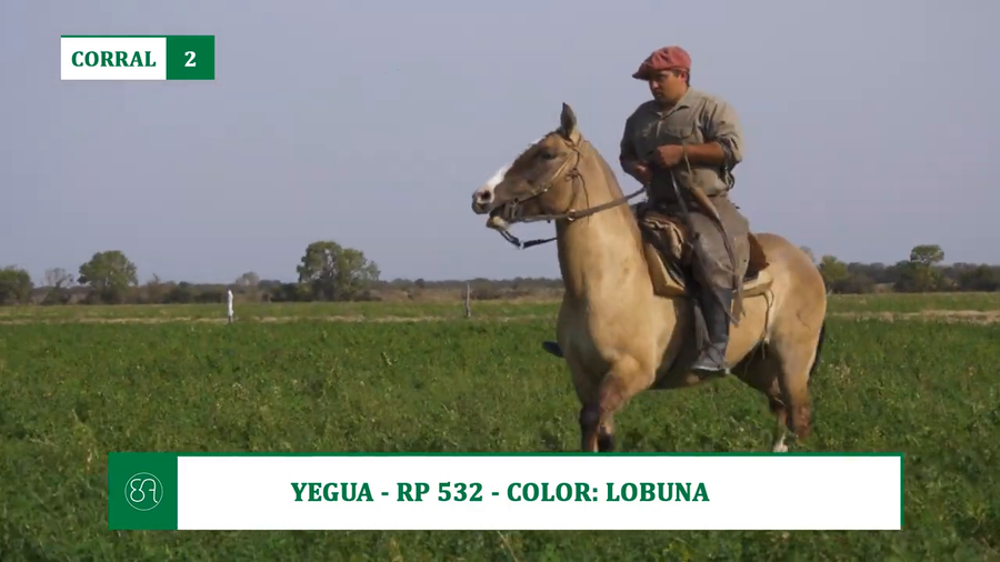 Lote YEGUAS CRIOLLAS A VENTA EN HERSILIA 2026