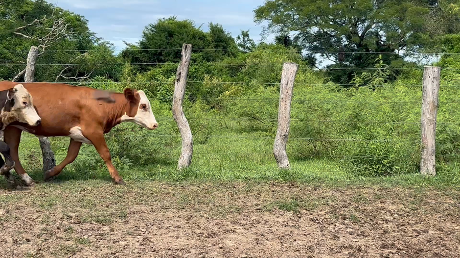 Lote 72 Terneros/as en Corrientes, Mercedes
