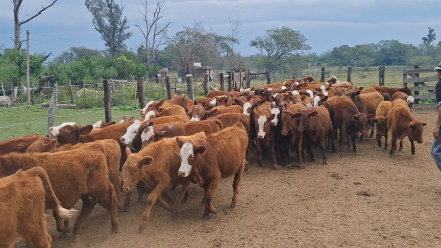 Lote 130 Terneros/as en Corrientes, Bella Vista