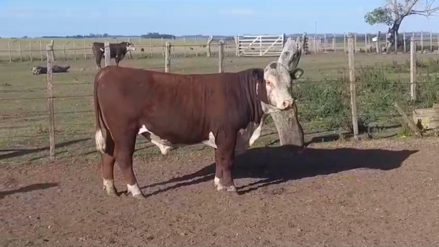 Lote TORO PI - RP 05