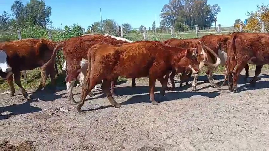 Lote 30 Piezas de cría a remate en Pantalla Camy 330kg - , San José
